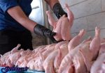 دولت در قیمت تجدیدنظر نکند، مرغ بازهم گران میشود ، کاهش ۱۲ درصدی جوجه ریزی